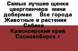 Самые лучшие щенки цвергпинчера (мини доберман) - Все города Животные и растения » Собаки   . Красноярский край,Сосновоборск г.